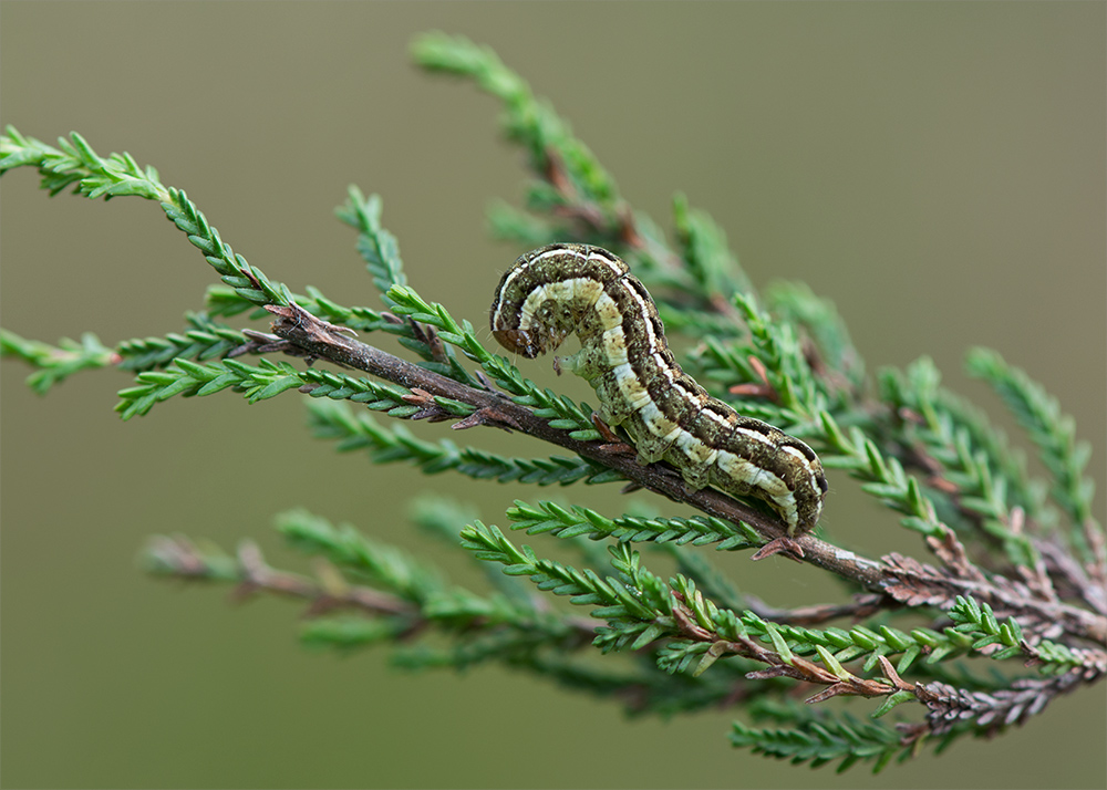 Raupe der Kleinen Heidekrauteule