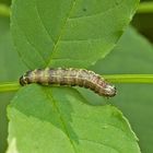 Raupe der Kleinen Kätzcheneule 