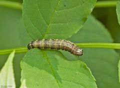 Raupe der Kleinen Kätzcheneule 