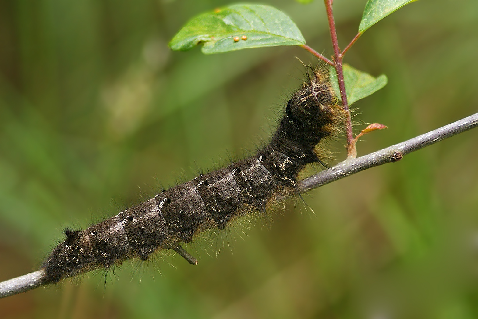 Raupe der Kupferglucke (Gastropacha quercifolia)