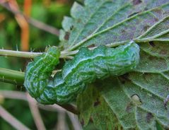 Raupe der Messingeule?