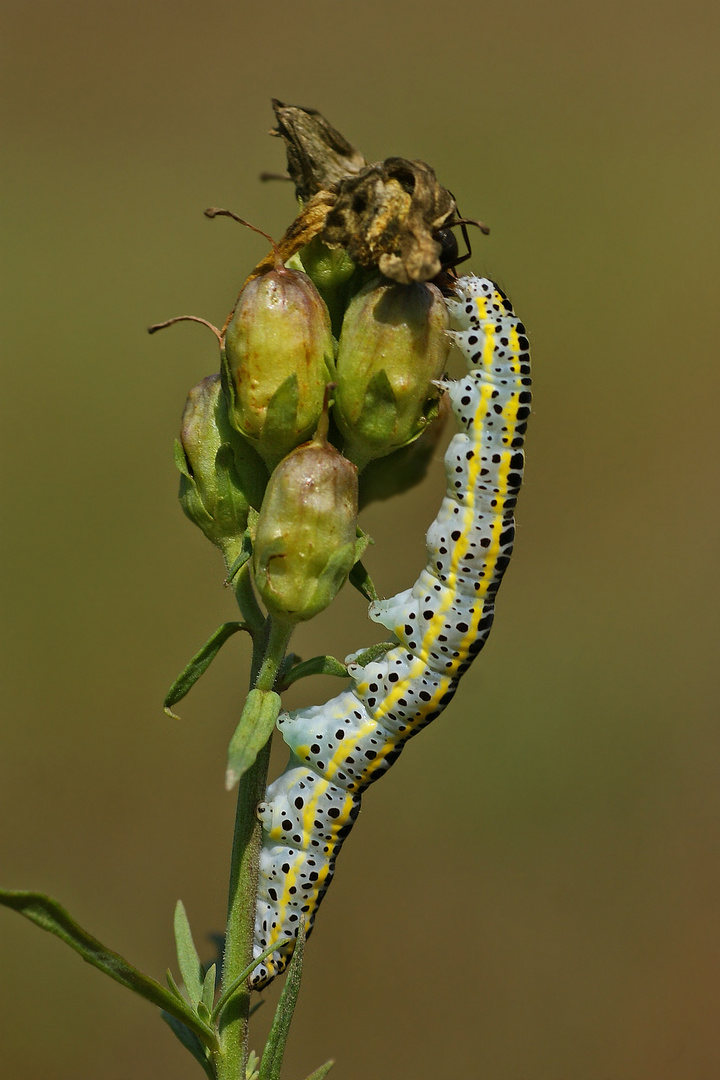 Raupe der Möndcheneule (Calophasia lunula)....