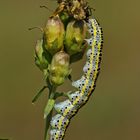 Raupe der Möndcheneule (Calophasia lunula)....