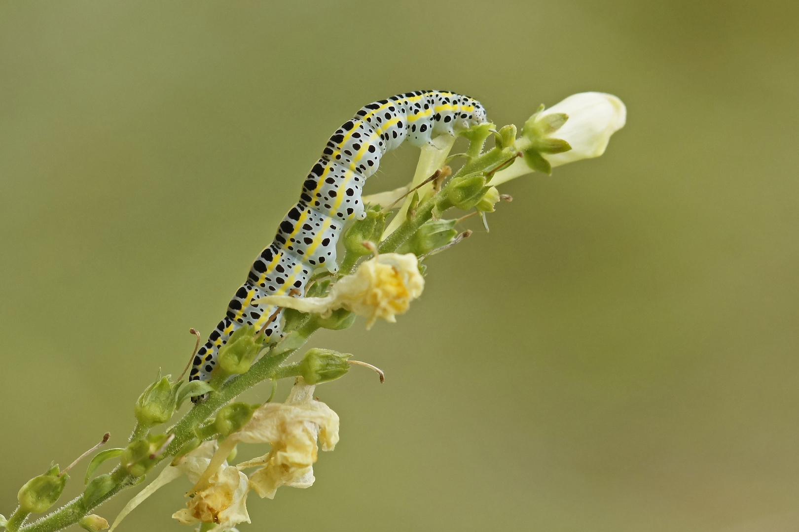 Raupe der Möndcheneule (Calophasia lunula)