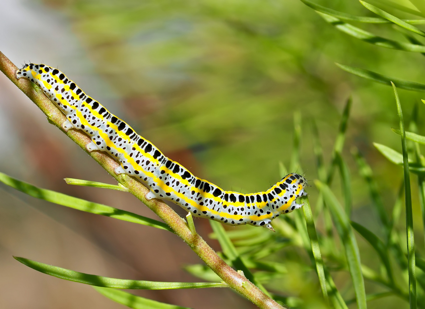 Raupe der Möndcheneule (Calophasia lunula) - Chenille de la Linariette.