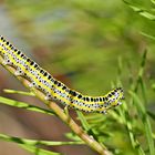 Raupe der Möndcheneule (Calophasia lunula) - Chenille de la Linariette.