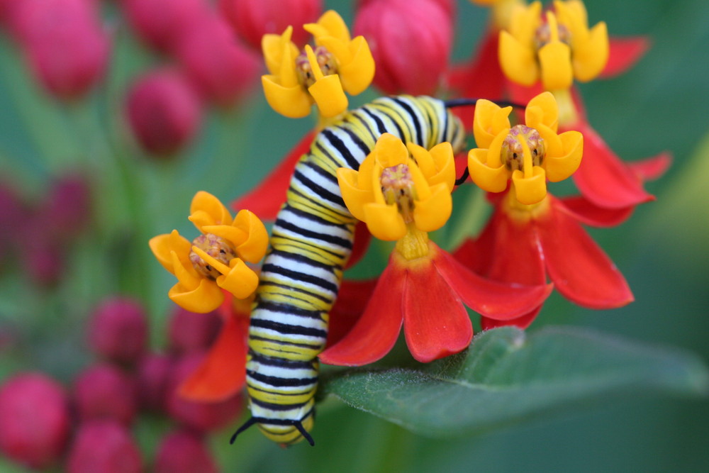 Raupe der Monarch Schmetterling