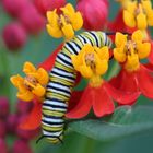 Raupe der Monarch Schmetterling