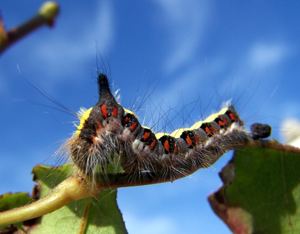 Raupe der Pfeileule