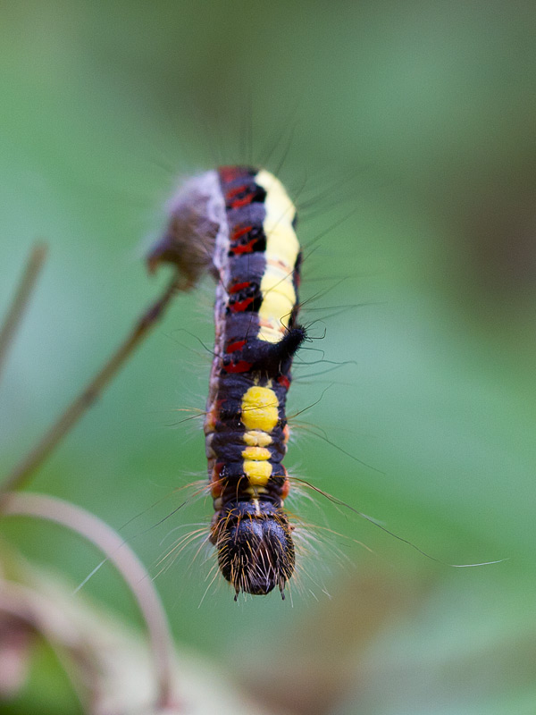 Raupe der Pfeileule