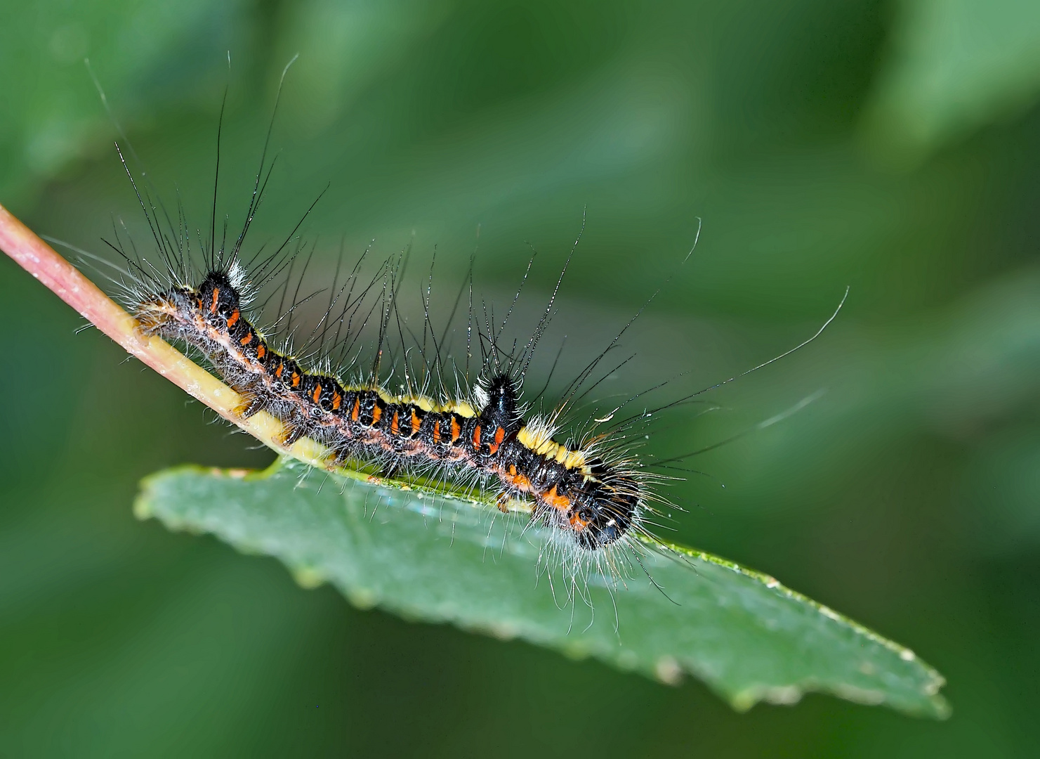 Raupe der Pfeileule (Acronicta psi) 