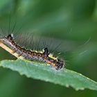 Raupe der Pfeileule (Acronicta psi) 