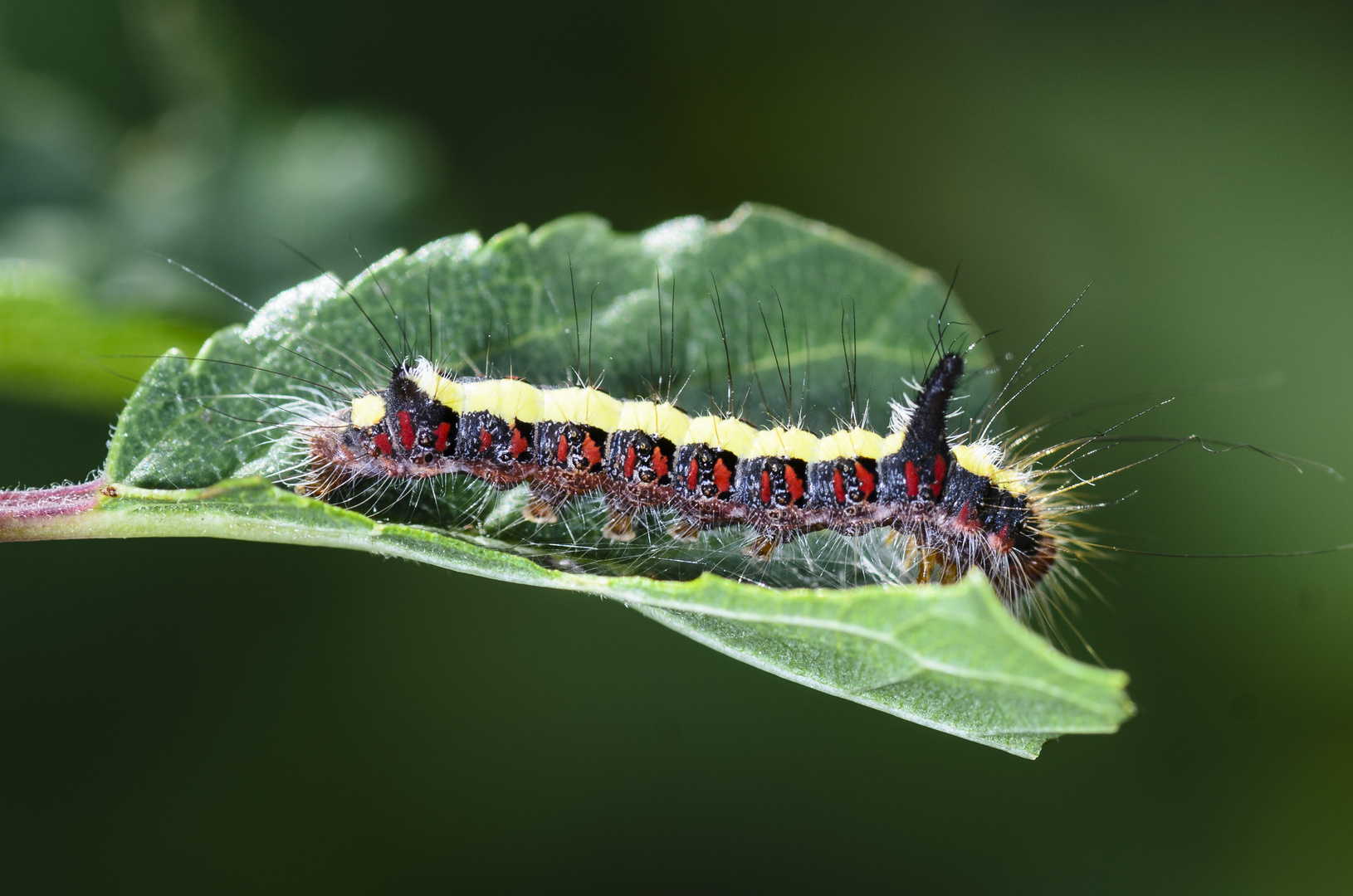 Raupe der Pfeileule (Acronicta psi)