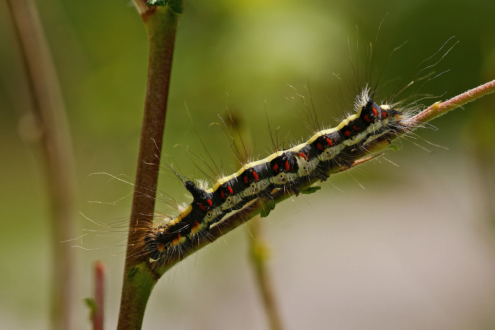 Raupe der Pfeileule (Acronicta psi)....