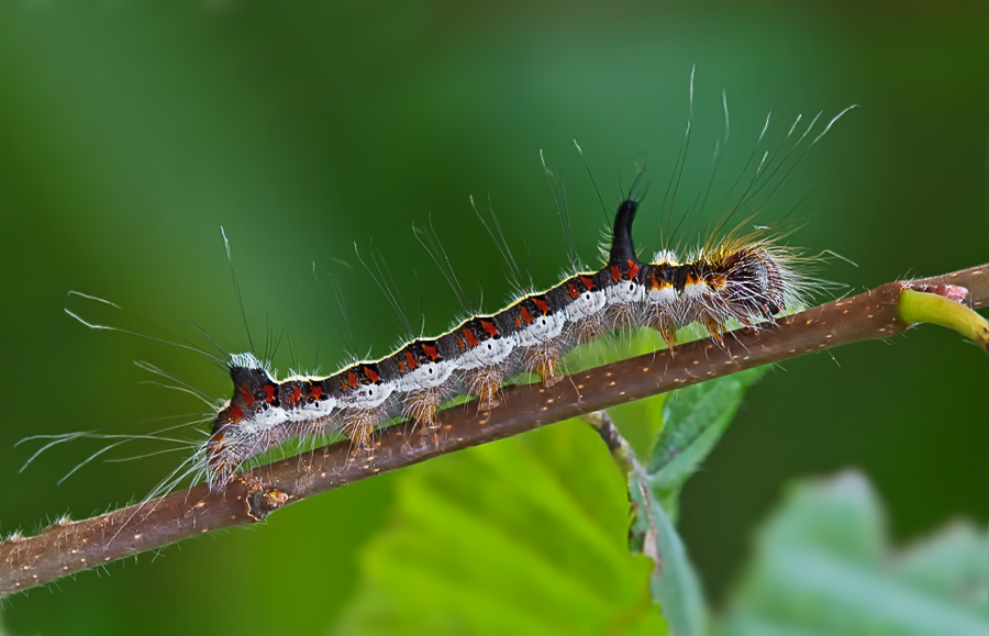 Raupe der Pfeileule