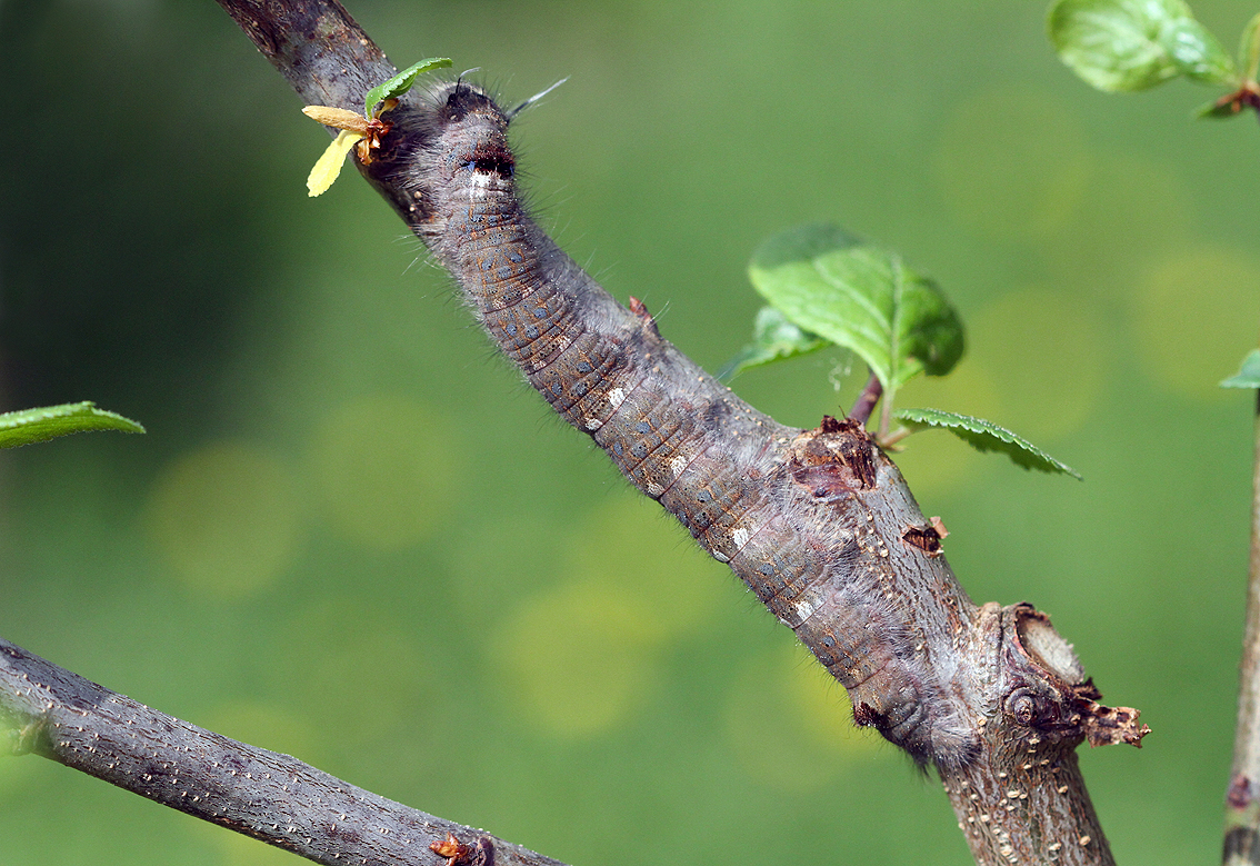 Raupe der Pflaumenglucke