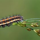 Raupe der Ried-Weißstriemeneule - Simyra albovenosa