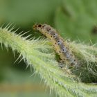 Raupe der Rundstirnmotte (Anthophila fabriciana)