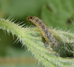 Raupe der Rundstirnmotte (Anthophila fabriciana)