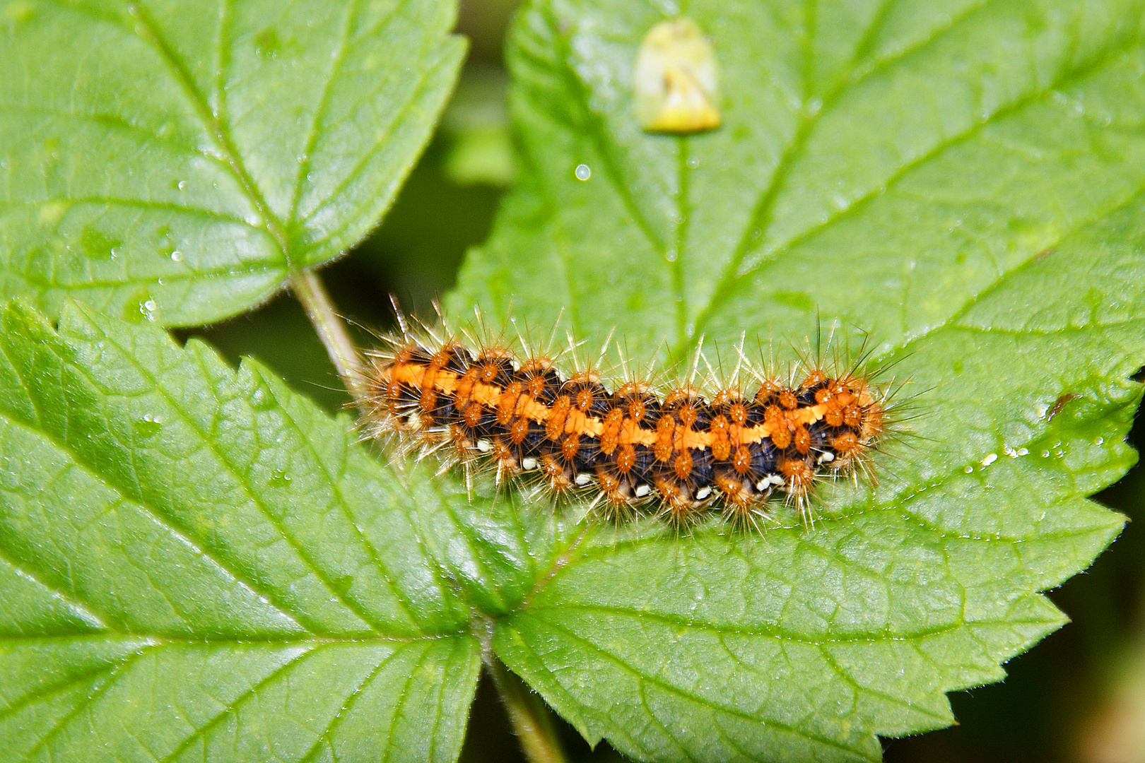 Raupe der Spanischen Flagge (Euplagia quadripunctaria)