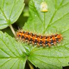 Raupe der Spanischen Flagge (Euplagia quadripunctaria)