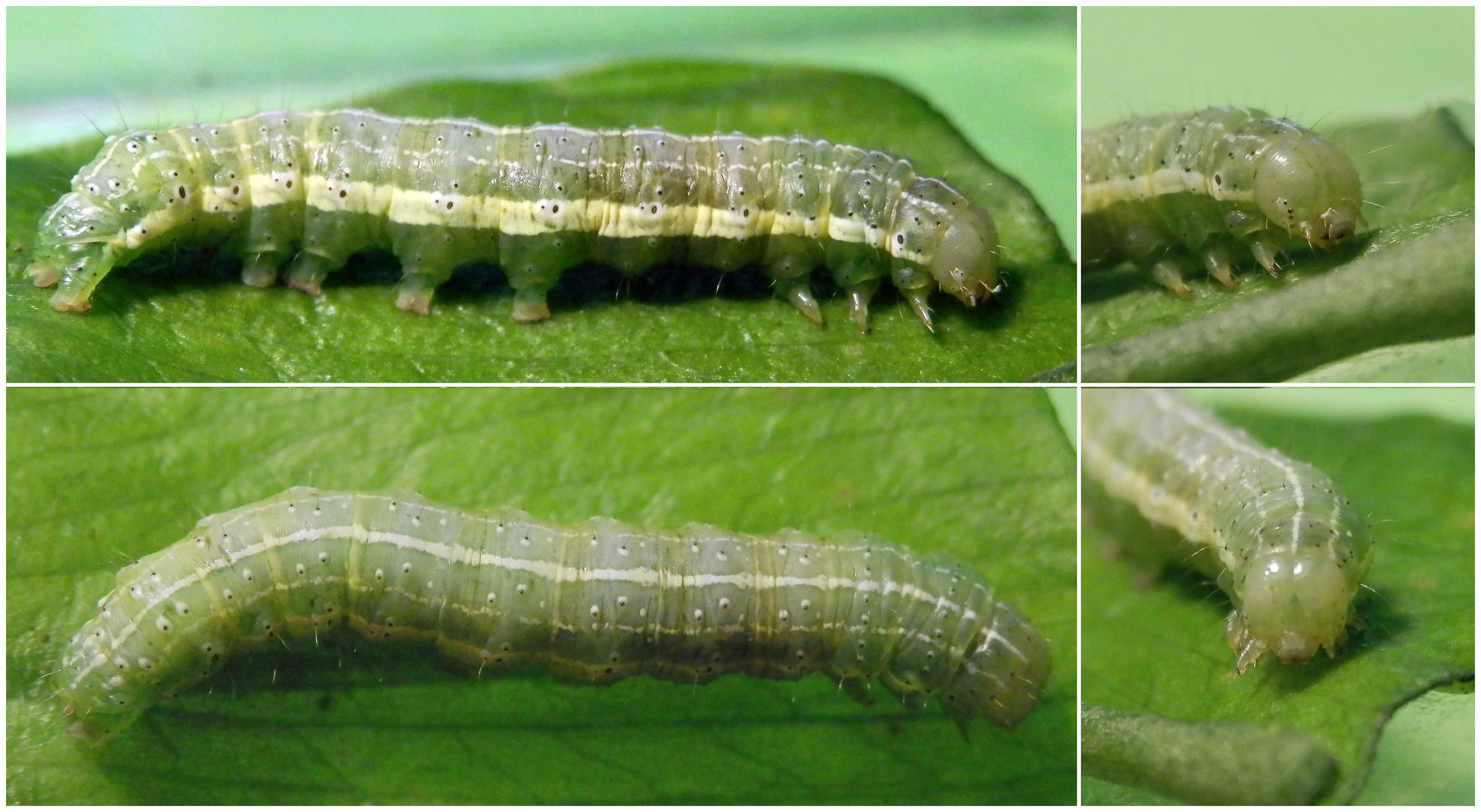 Raupe der Trapezeule (Cosmia trapezina) - Makro-Collage