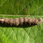 Raupe der Weißdorneule (Allophyes oxyacanthae) - Blick von oben