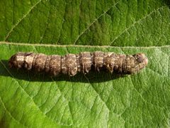 Raupe der Weißdorneule (Allophyes oxyacanthae) - Blick von oben