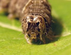 Raupe der Weißdorneule (Allophyes oxyacanthae) - Kopfansicht