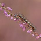 Raupe der Wolfsmilch-Rindeneule (Acronicta euphorbiae)