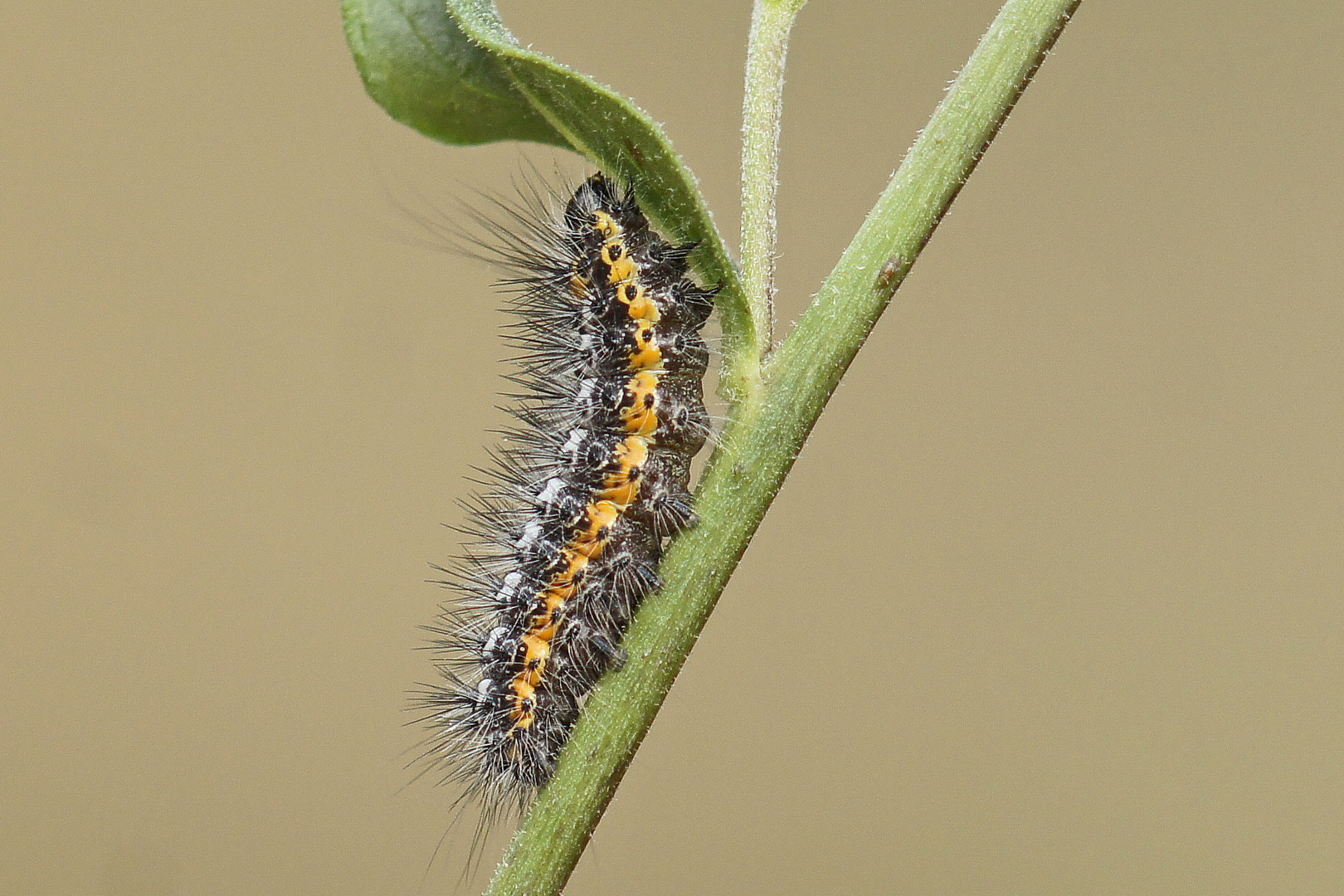 Raupe der Wolfsmilch-Rindeneule (Acronicta euphorbiae)