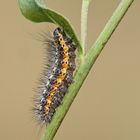 Raupe der Wolfsmilch-Rindeneule (Acronicta euphorbiae)