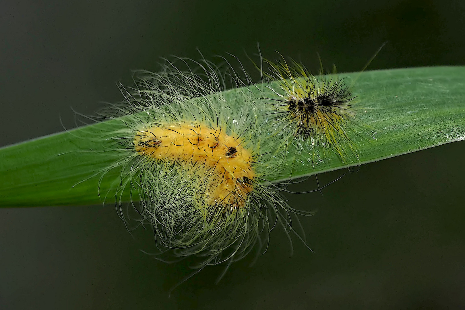 Raupe der Woll-Rindeneule (Acronicta leporina) mit Raupenhaut ...