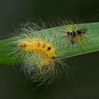 Raupe der Woll-Rindeneule (Acronicta leporina) mit Raupenhaut ...