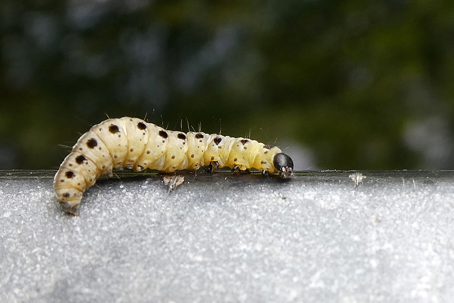 Raupe der Yponomeuta Gespinstmotte