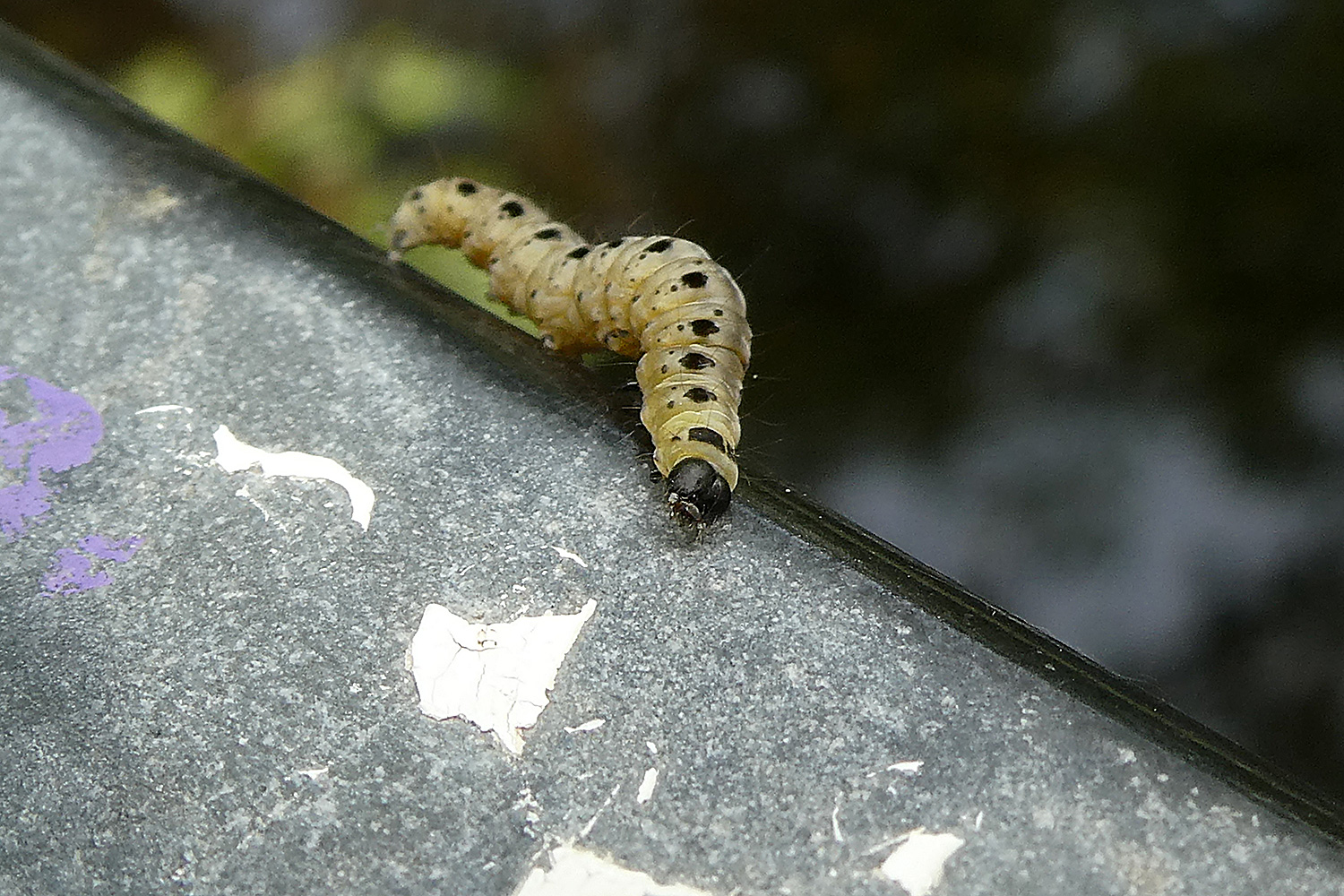 Raupe der Yponomeuta Gespinstmotte