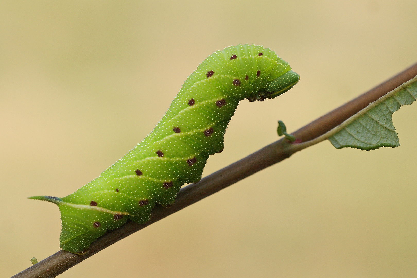 Raupe des Abendpfauenauges (Smerinthus ocellata)