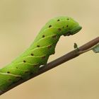 Raupe des Abendpfauenauges (Smerinthus ocellata)