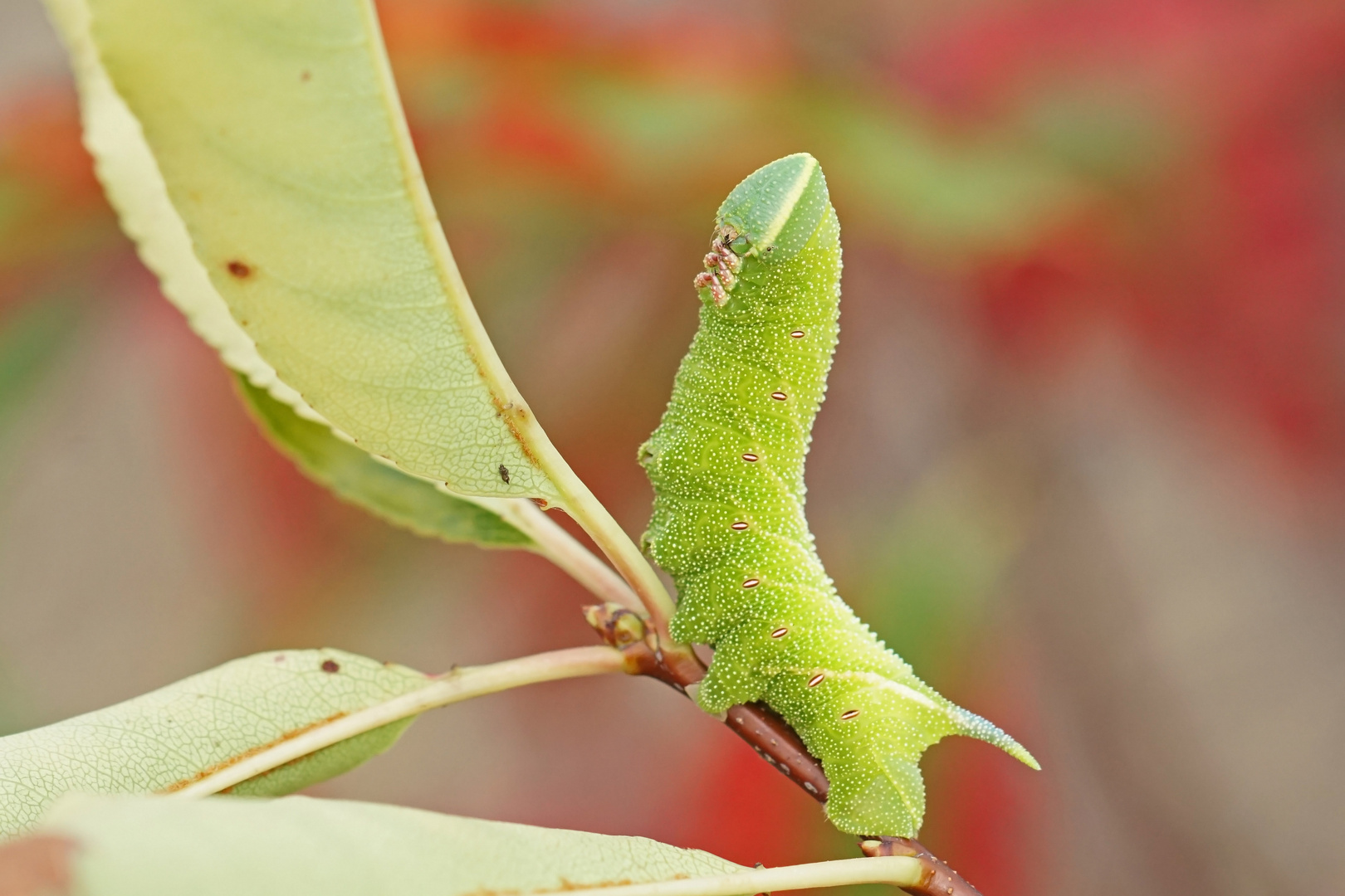 Raupe des Abendpfauenauges (Smerinthus ocellata)