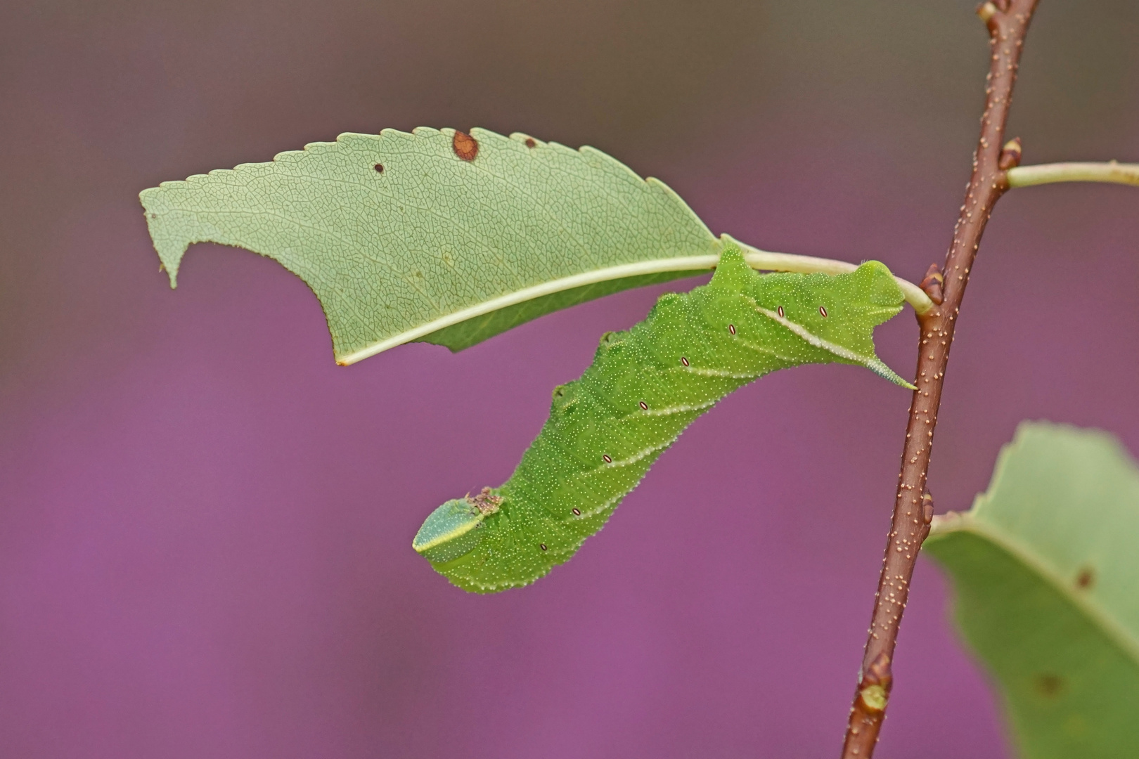 Raupe des Abendpfauenauges (Smerinthus ocellata)