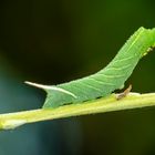 Raupe des Abendpfauenauges (Smerinthus ocellata)