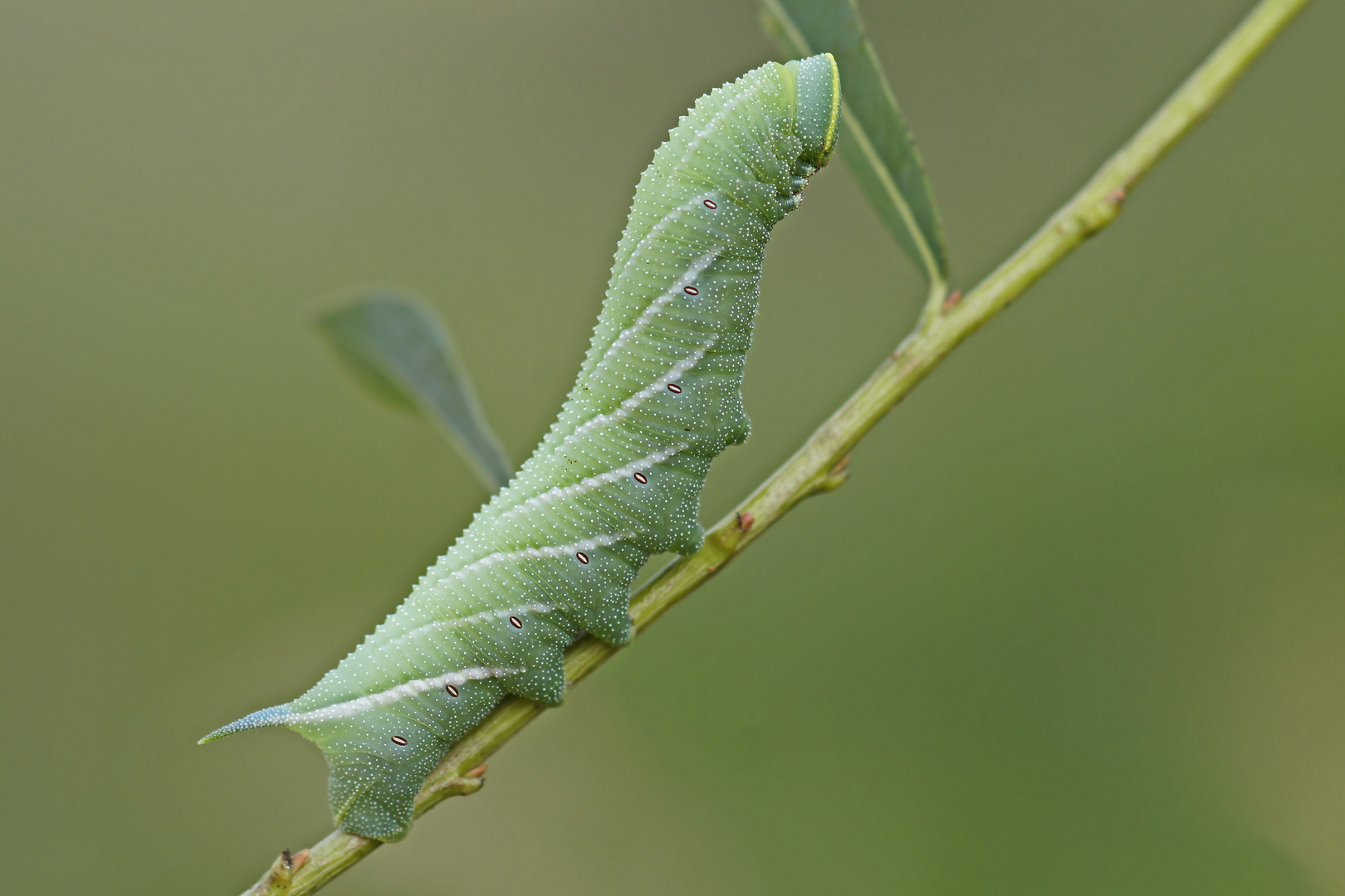 Raupe des Abendpfauenauges (Smerinthus ocellata)