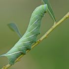 Raupe des Abendpfauenauges (Smerinthus ocellata)