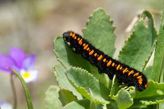 Raupe des Apollofalters