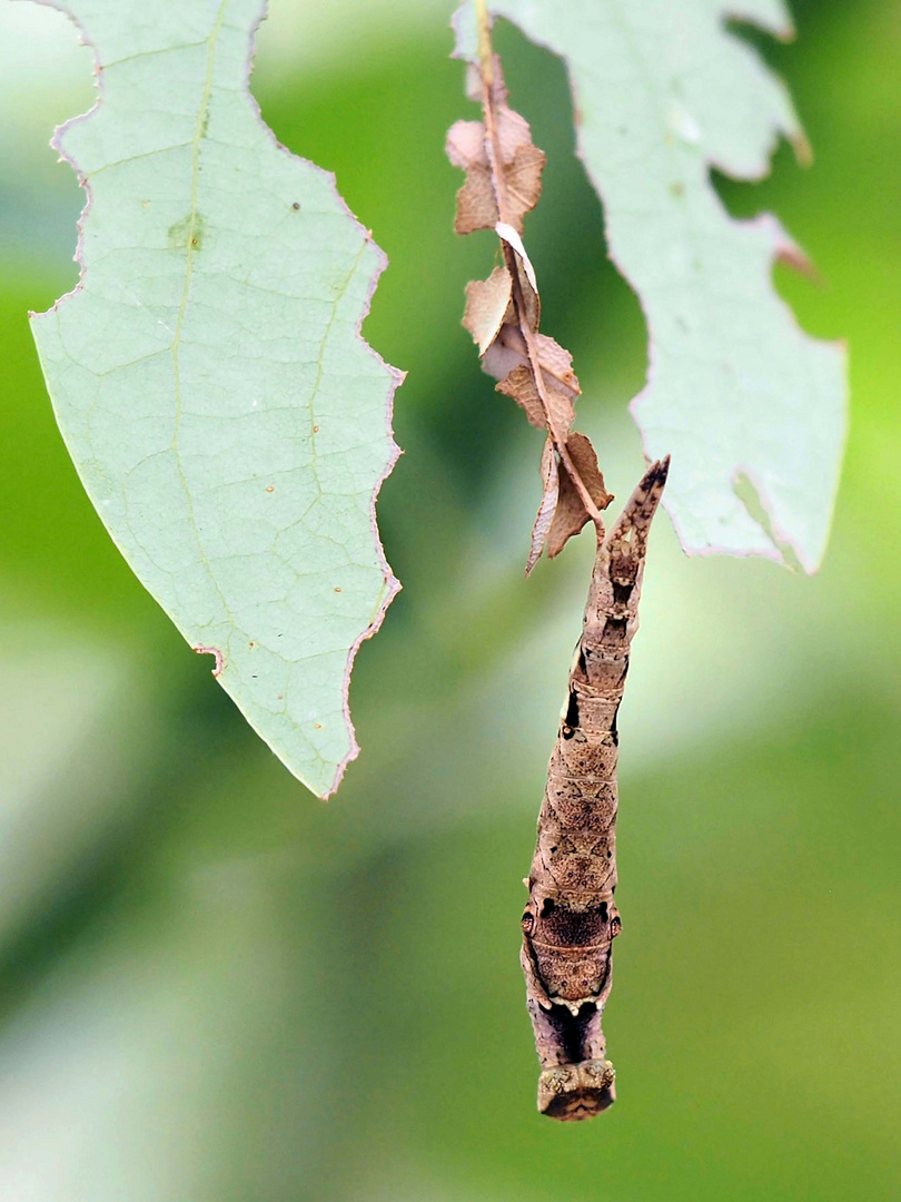 Raupe des (Archiprepona demophon)