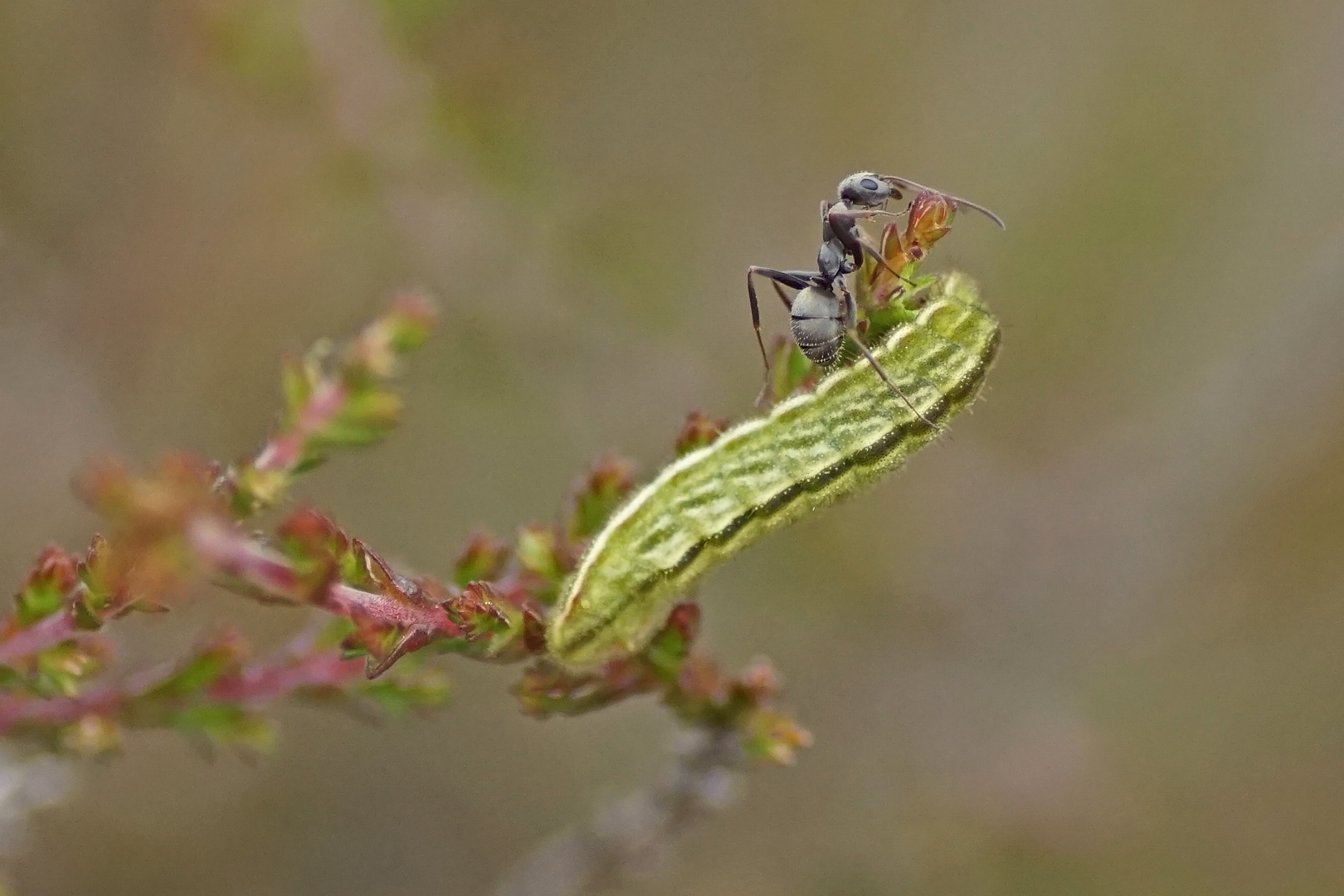 Raupe des Argus-Bläuling (Plebejus argus)