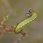 Raupe des Argus-Bläuling (Plebejus argus)