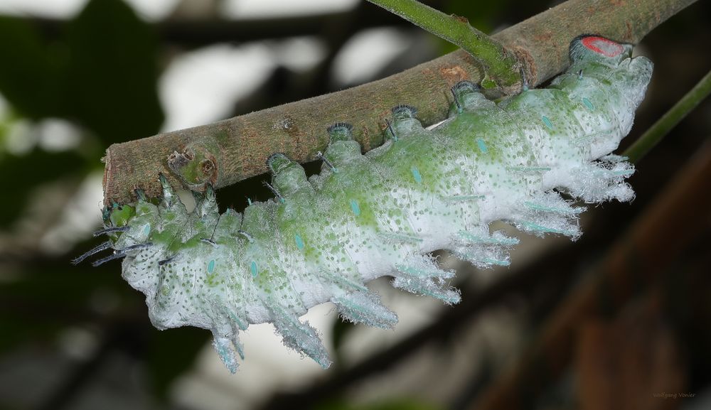 Raupe des Atlasspinner