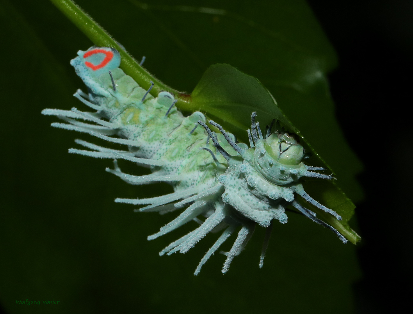 Raupe des Atlasspinner