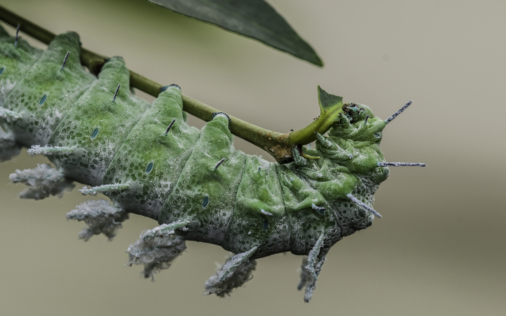 Raupe des Atlasspinner (Attacus atlas)